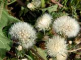 Taraxacum officinale. Плодоносящее растение. Санкт-Петербург, пустырь. 26 мая 2009 г.