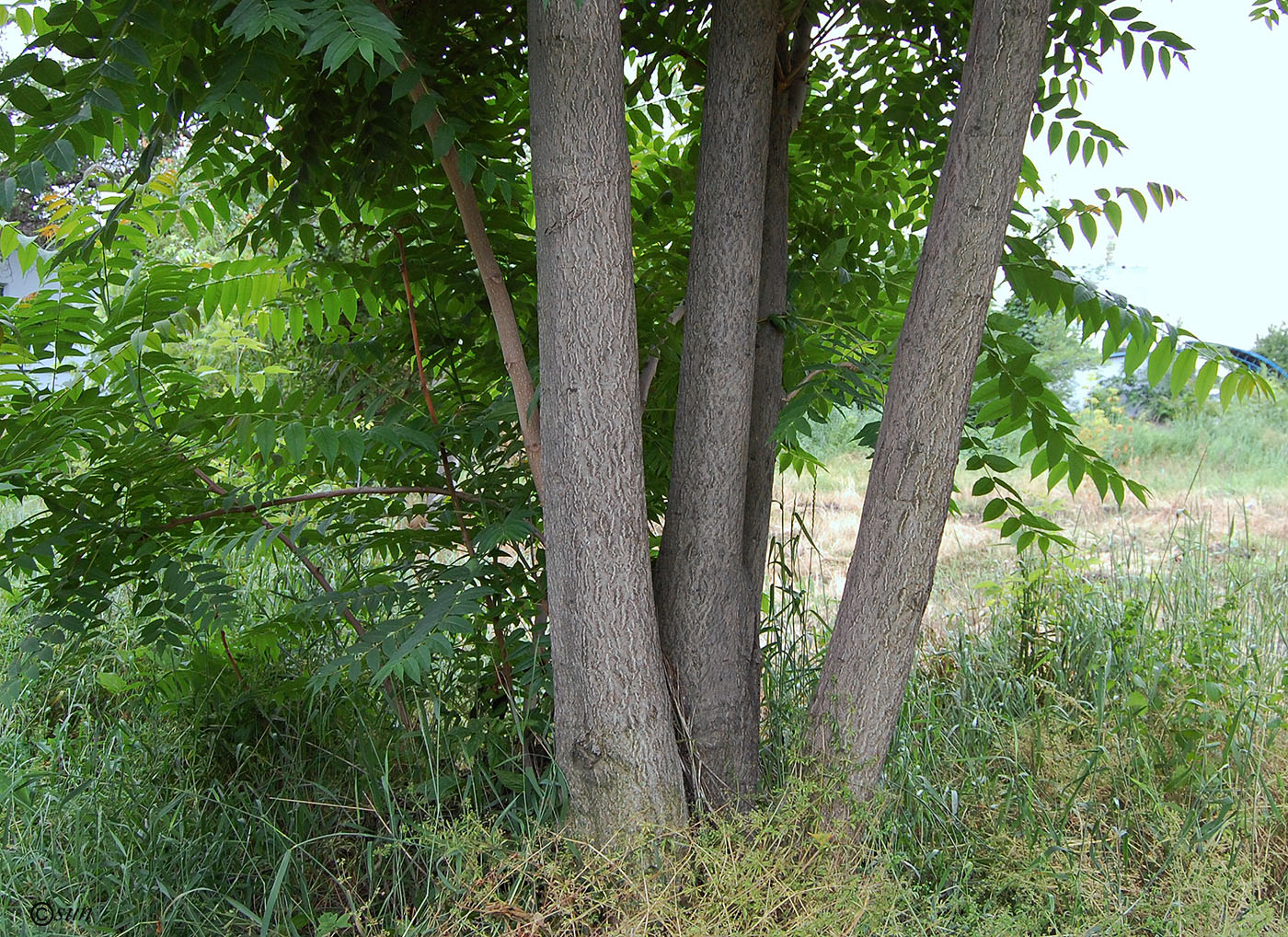 Изображение особи Ailanthus altissima.