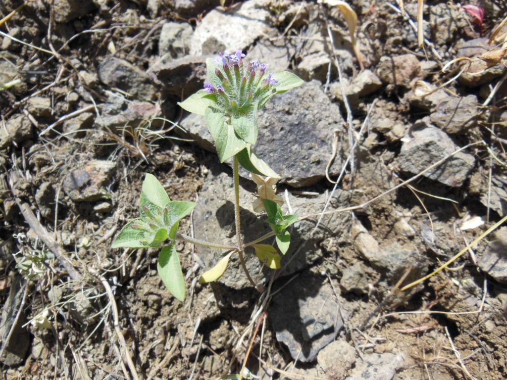 Изображение особи Ziziphora capitata.