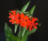 Lychnis chalcedonica