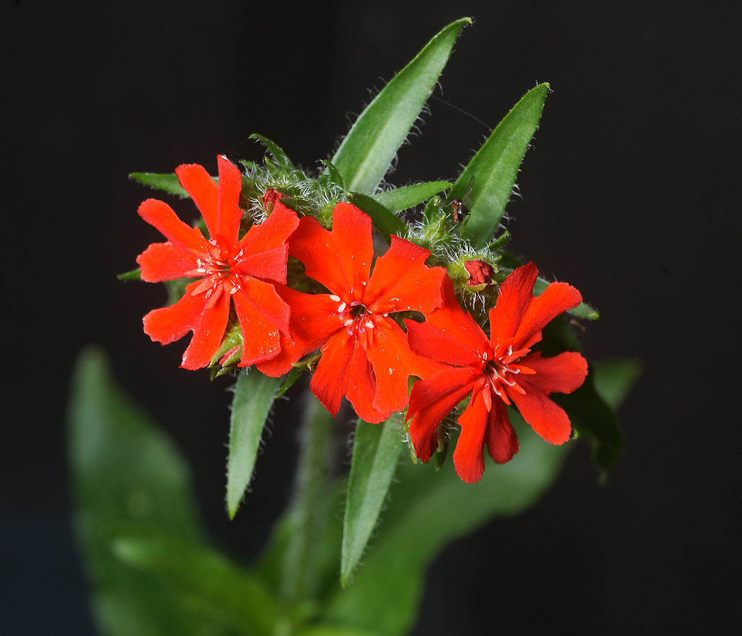 Изображение особи Lychnis chalcedonica.