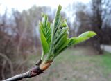 × Crataegosorbus miczurinii. Верхушка побега с распускающимися листьями и соцветием. Москва, Кусково, аллея парка, в культуре. 25.04.2016.