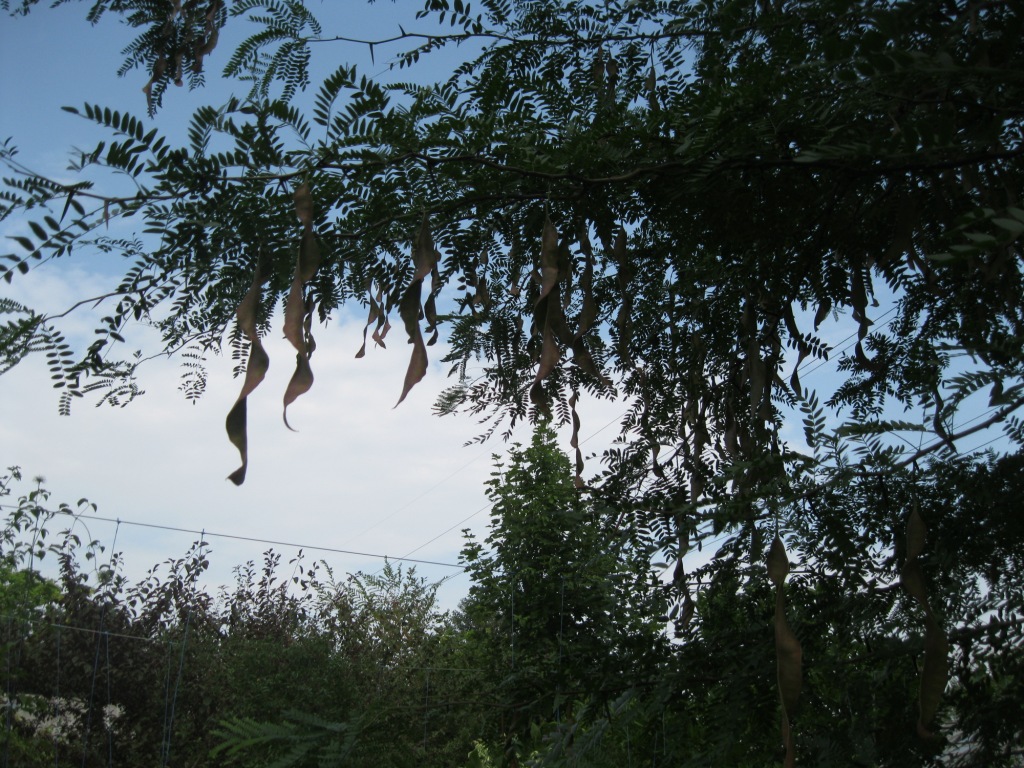 Image of Gleditsia triacanthos specimen.