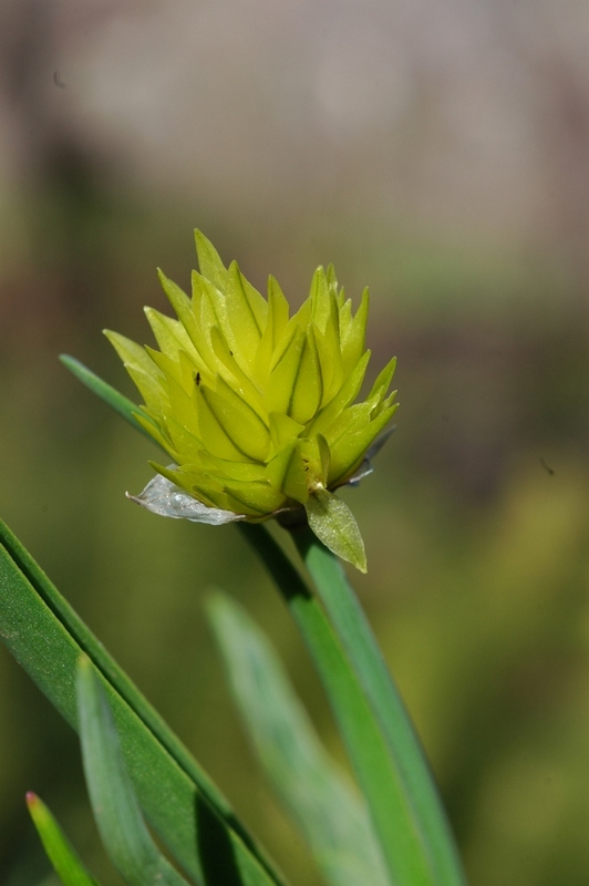 Изображение особи Allium semenowii.