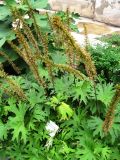 Ligularia przewalskii