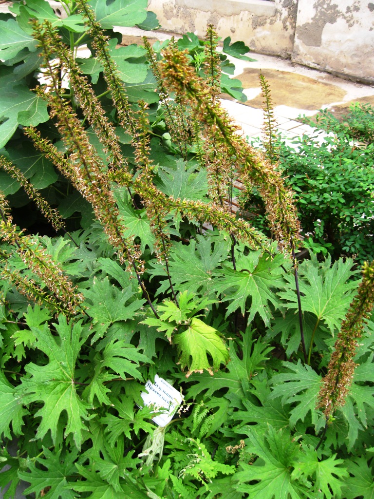 Image of Ligularia przewalskii specimen.