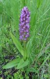 Dactylorhiza incarnata