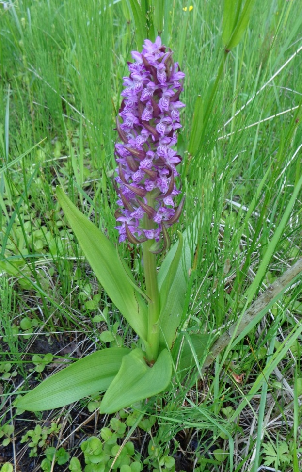 Image of Dactylorhiza incarnata specimen.