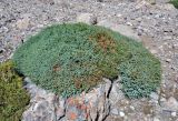 Juniperus turkestanica