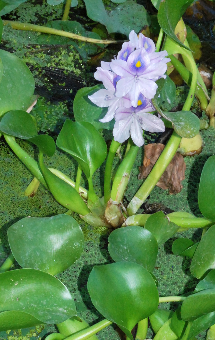 Image of Eichhornia crassipes specimen.