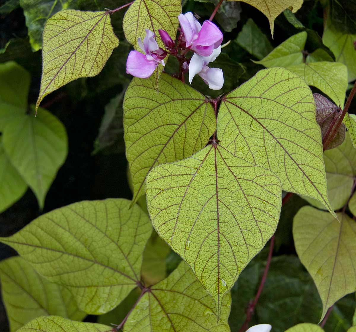 Изображение особи Dolichos purpureus.