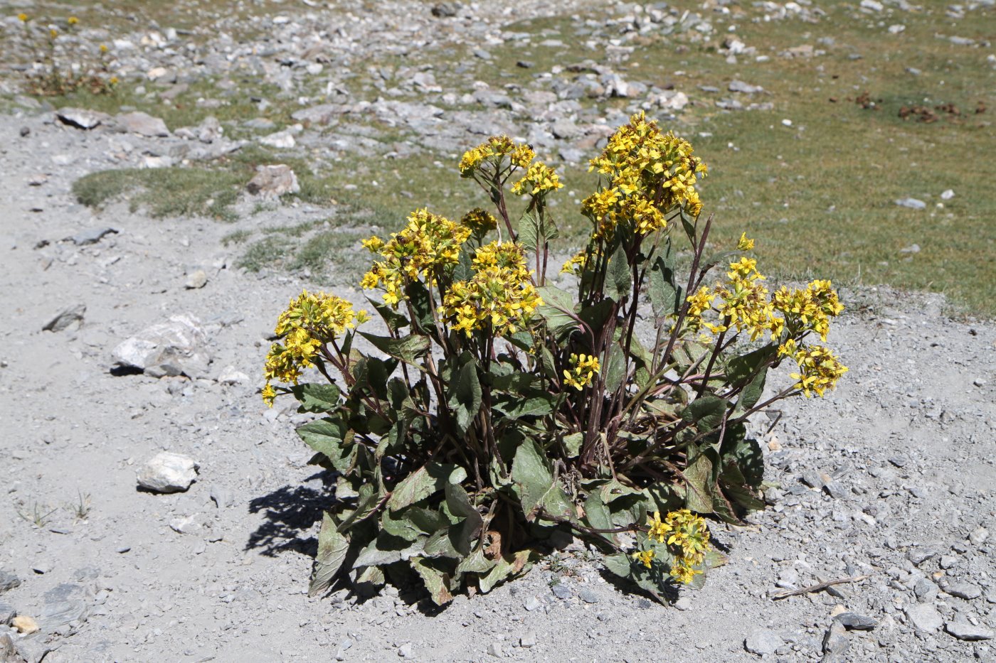 Изображение особи Ligularia thomsonii.