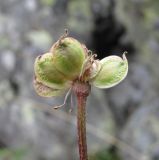 Anemonastrum fasciculatum. Плод. Кабардино-Балкария, Эльбрусский р-н, долина р. Юсеньги, ок. 2500 м н.у.м., субальпийский луг. 25.08.2017.