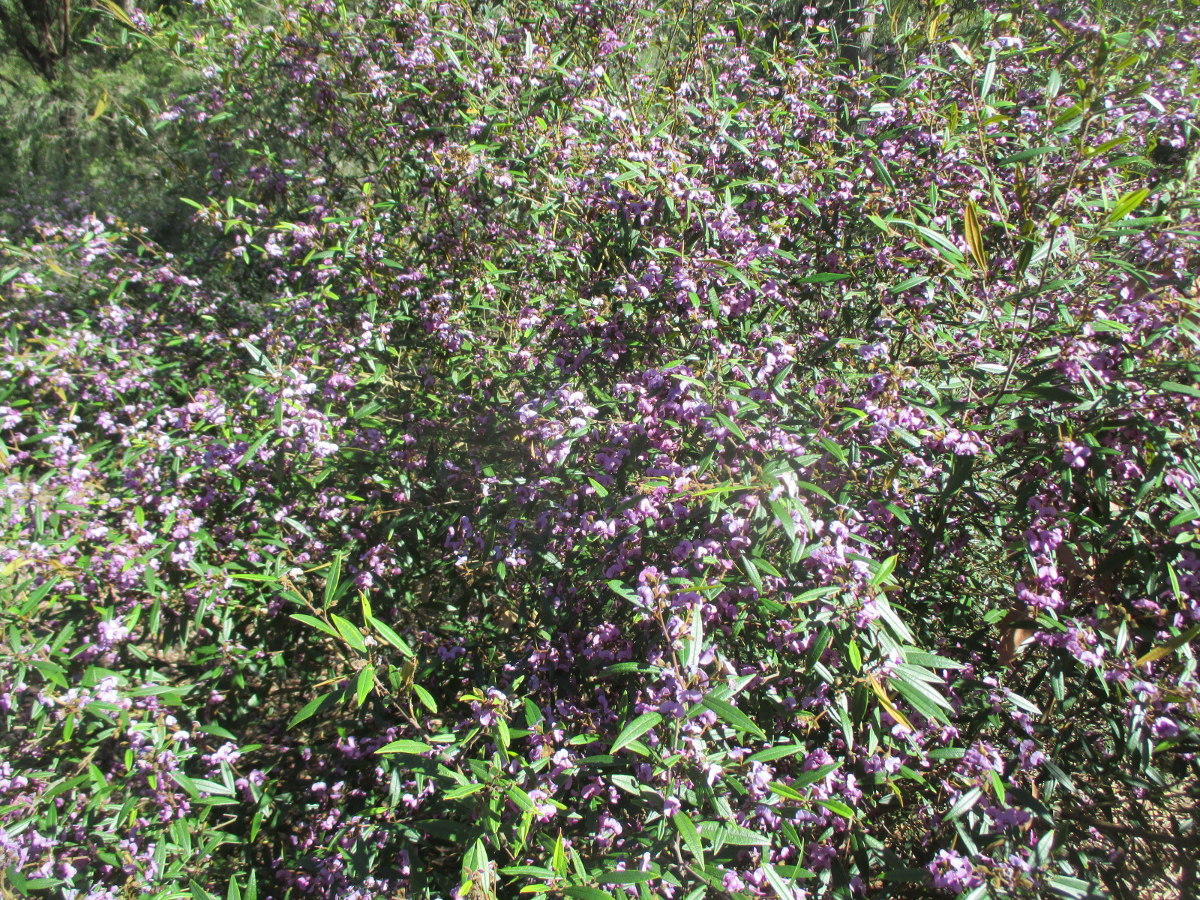 Image of Hovea acutifolia specimen.