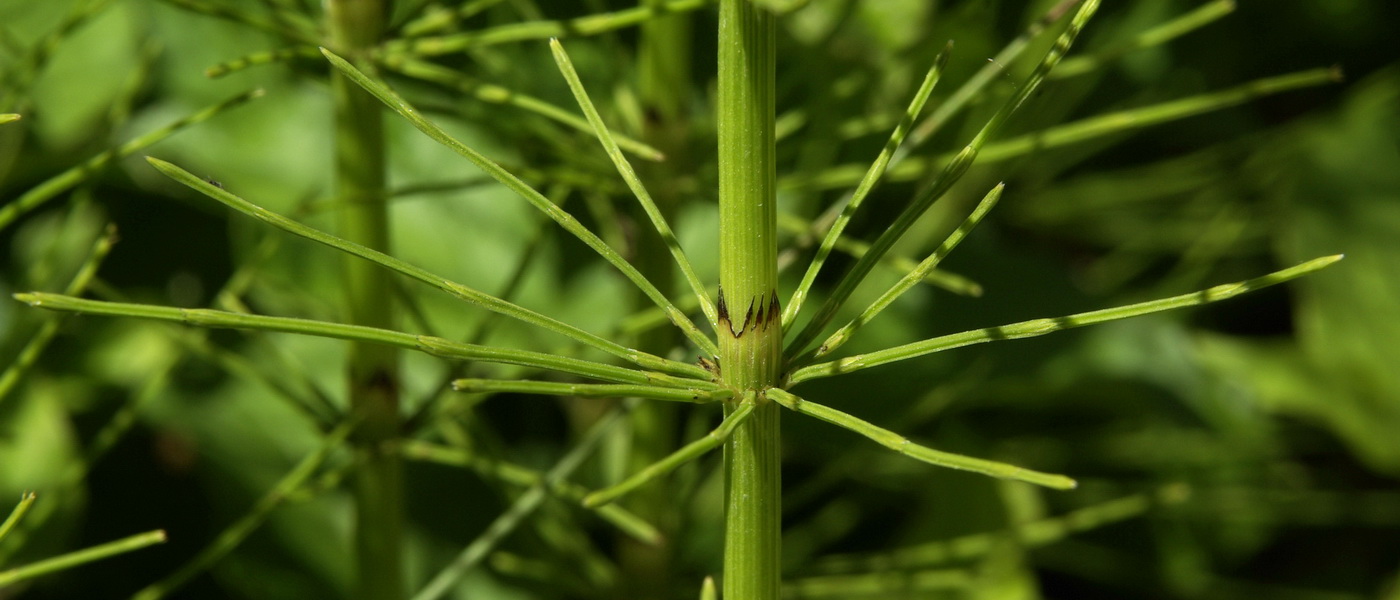 Изображение особи Equisetum &times; litorale.