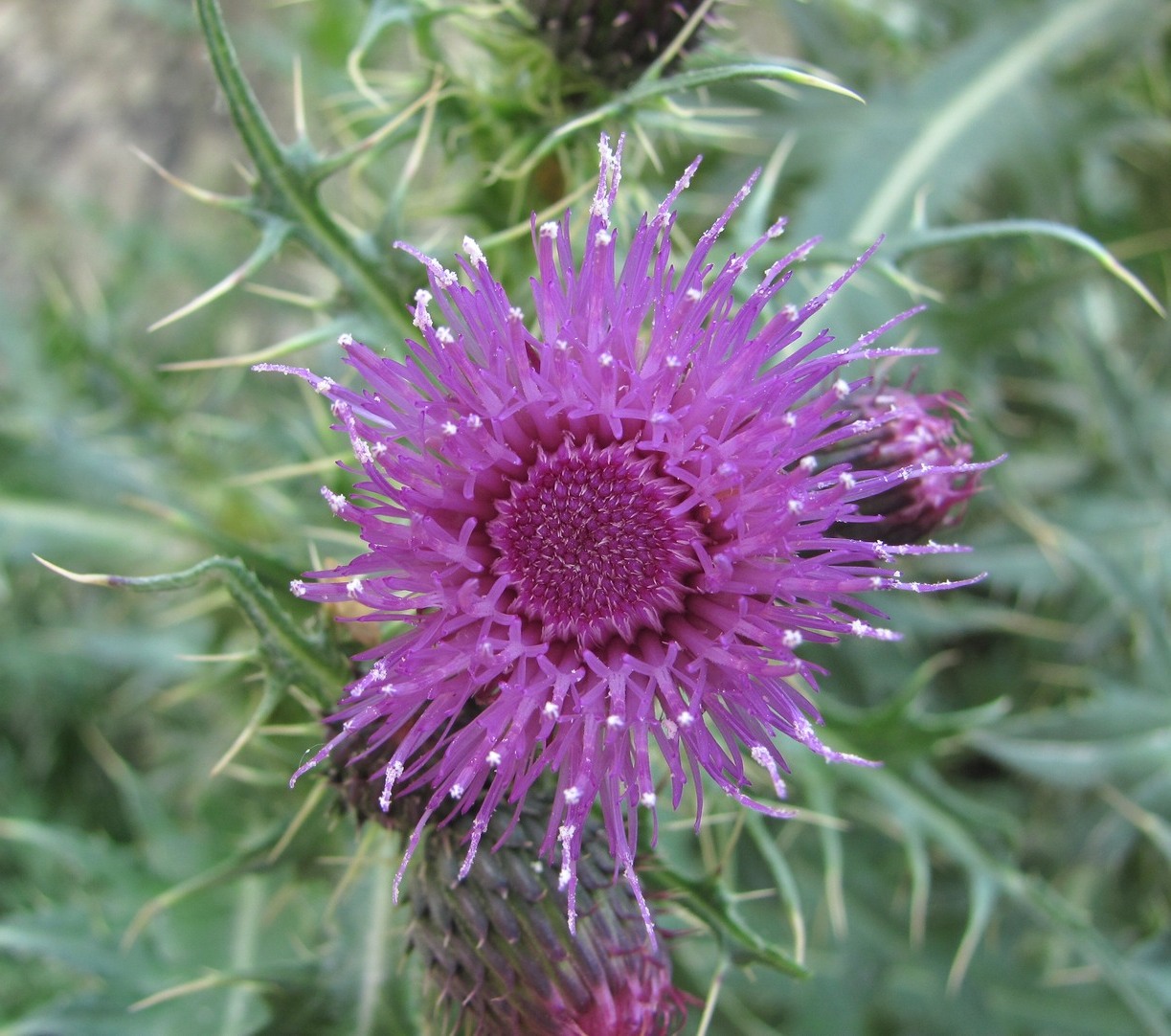 Image of Cirsium elbrusense specimen.