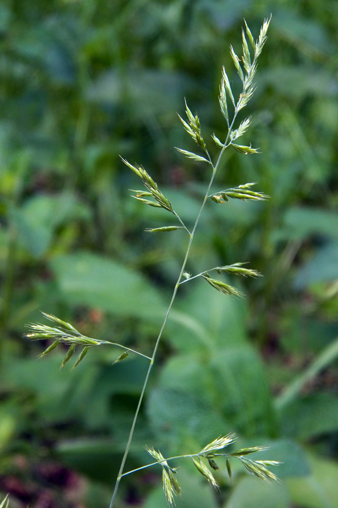 Изображение особи род Festuca.