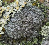 Physcia dubia