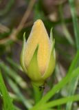 Alyogyne hakeifolia