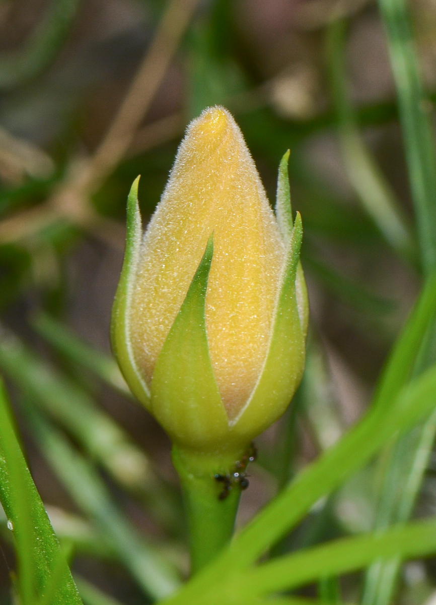 Image of Alyogyne hakeifolia specimen.