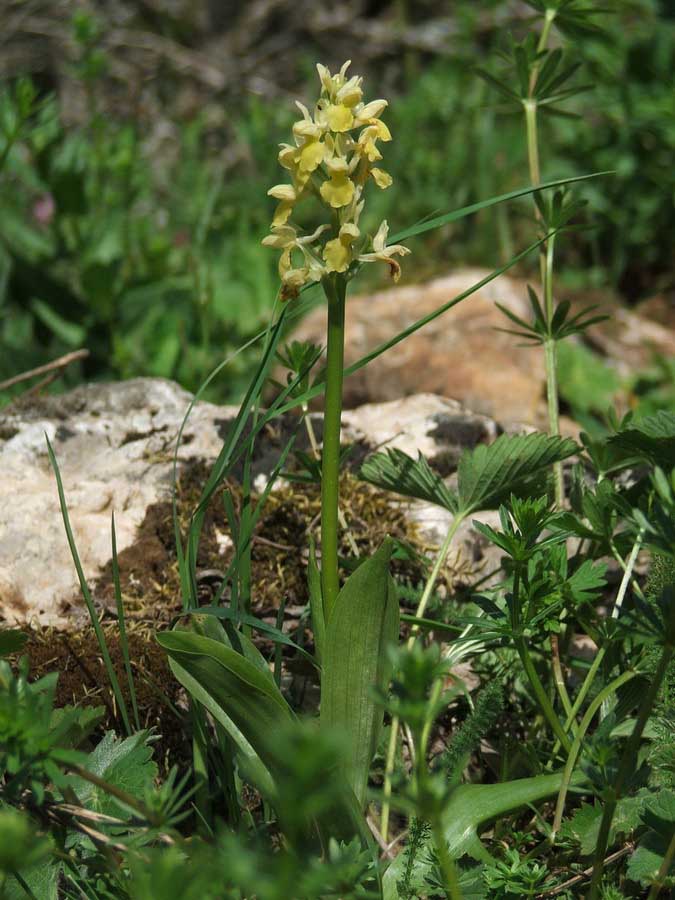 Изображение особи Orchis pallens.