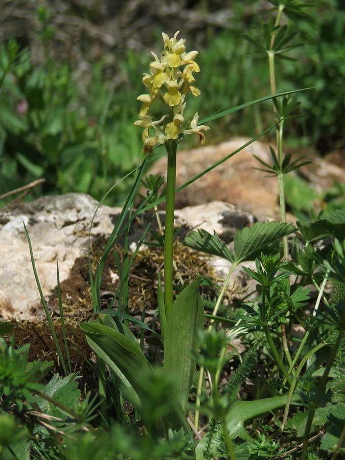 Image of Orchis pallens specimen.