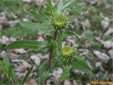 Grindelia squarrosa