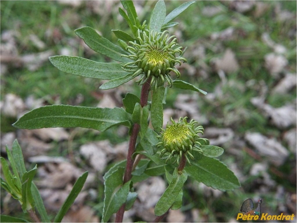 Image of Grindelia squarrosa specimen.