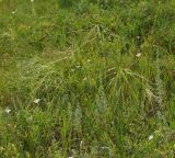 Image of taxon representative. Author is Тамара Риб