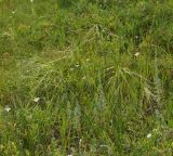 genus Stipa