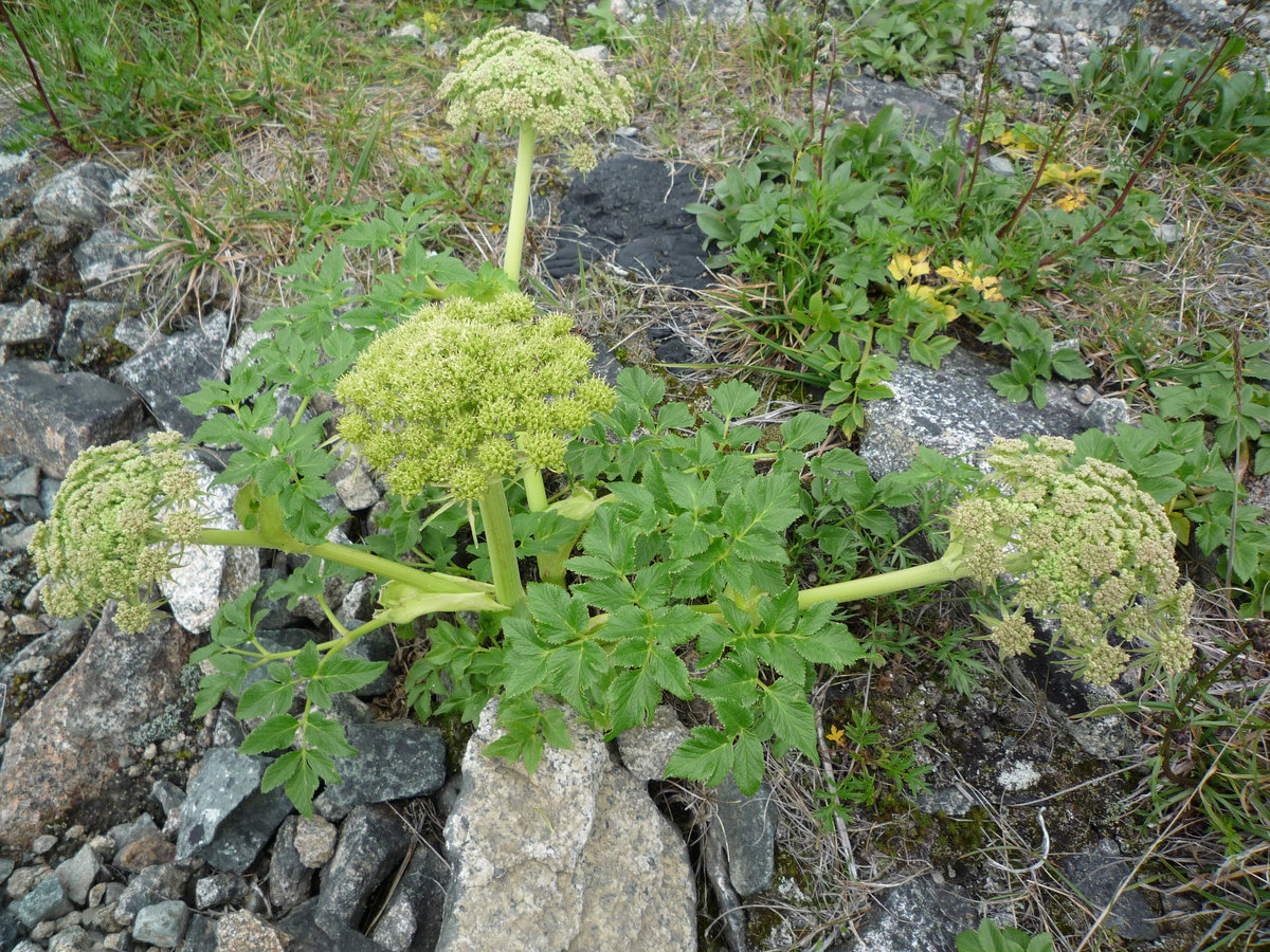 Image of Coelopleurum gmelinii specimen.