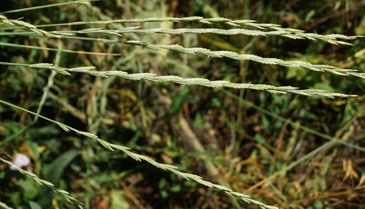 Изображение особи Elytrigia repens.