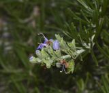 Rosmarinus officinalis var. prostratus