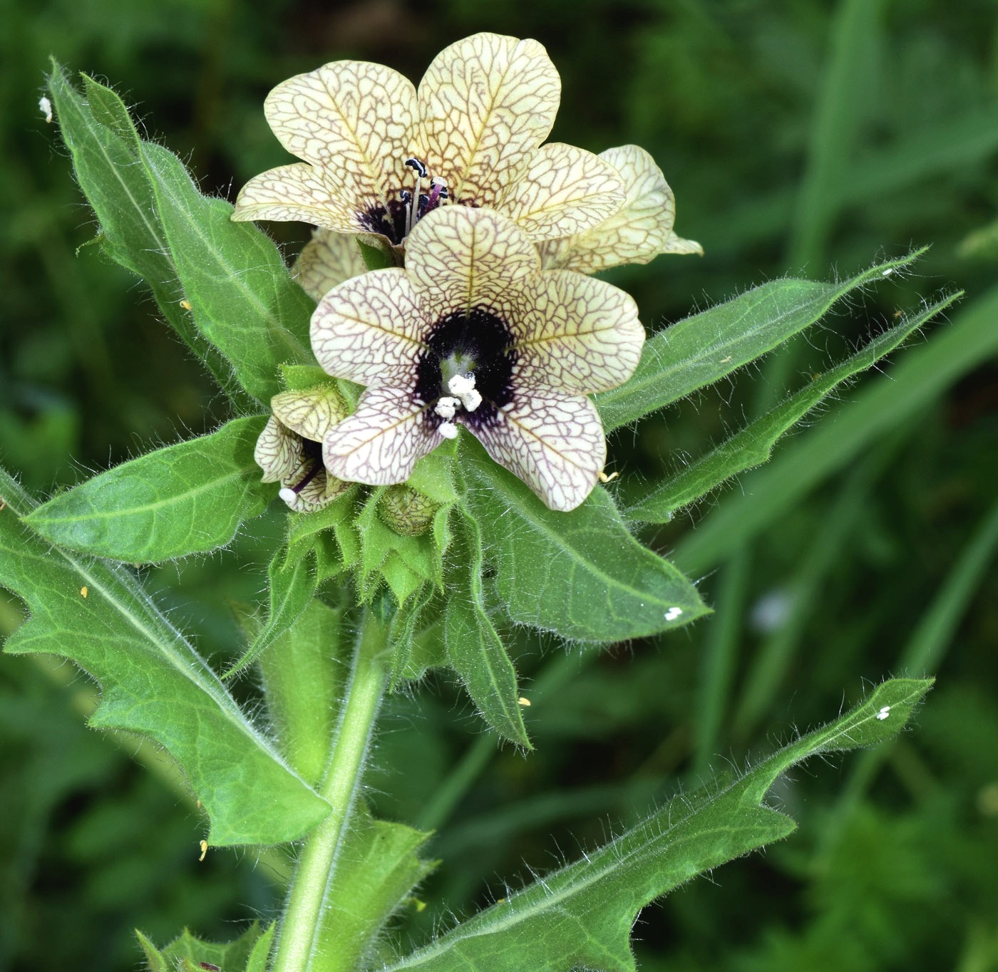 Изображение особи Hyoscyamus niger.