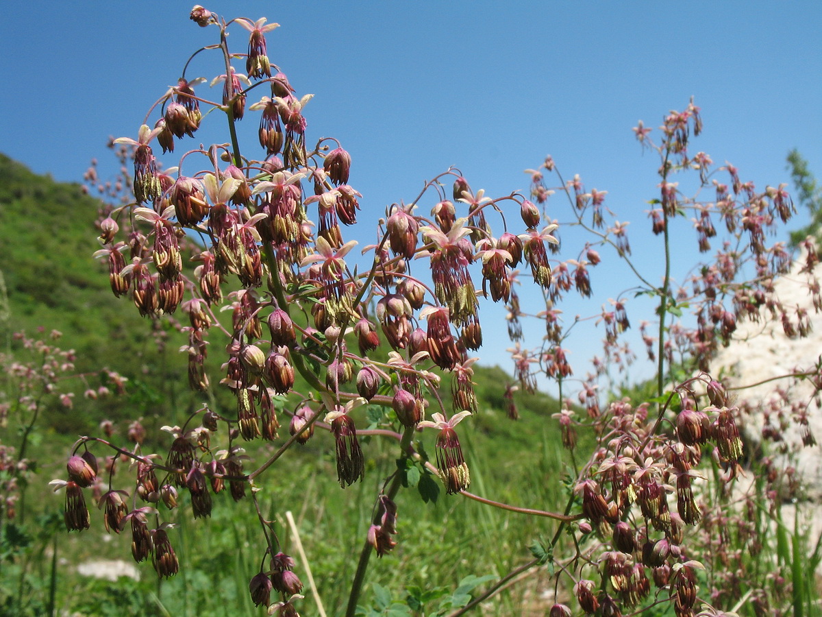 Изображение особи Thalictrum simplex.