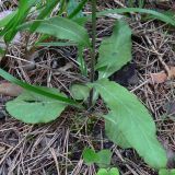 Tephroseris integrifolia