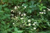 Erigeron annuus