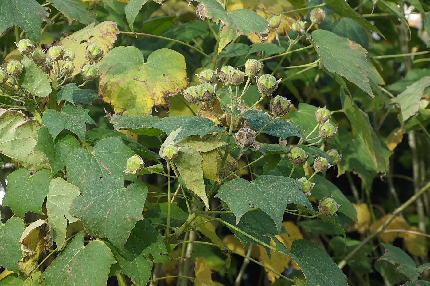 Image of familia Malvaceae specimen.