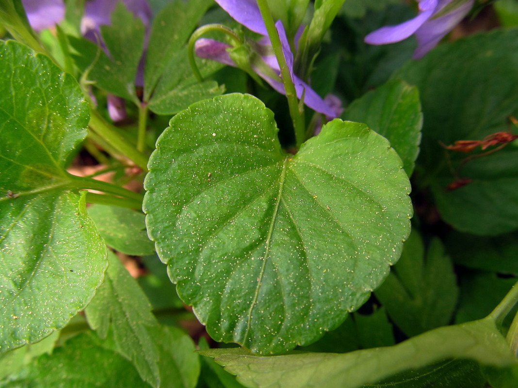 Image of Viola reichenbachiana specimen.