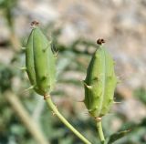 Argemone corymbosa