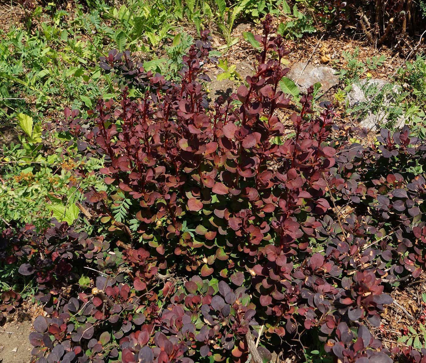 Image of Berberis thunbergii specimen.