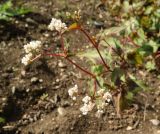 семейство Polygonaceae. Верхушка побега с соцветиями. Крым, Симферополь, ботанический сад университета. 12.10.2017.