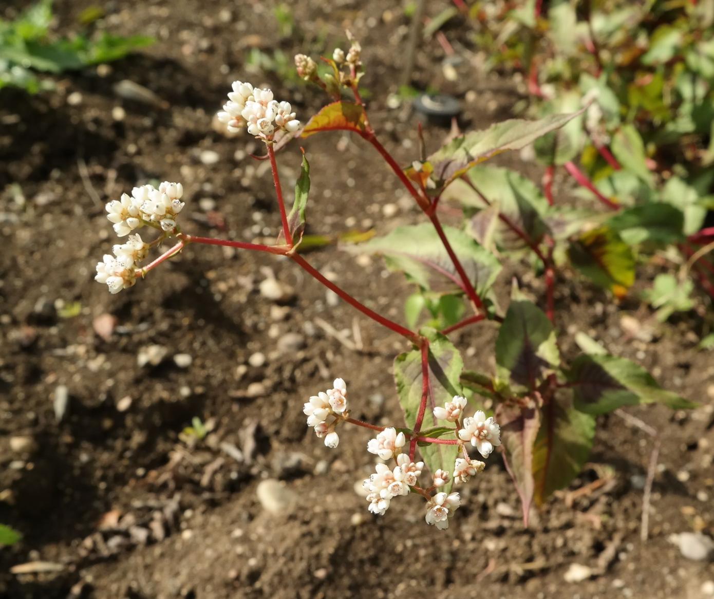 Изображение особи семейство Polygonaceae.