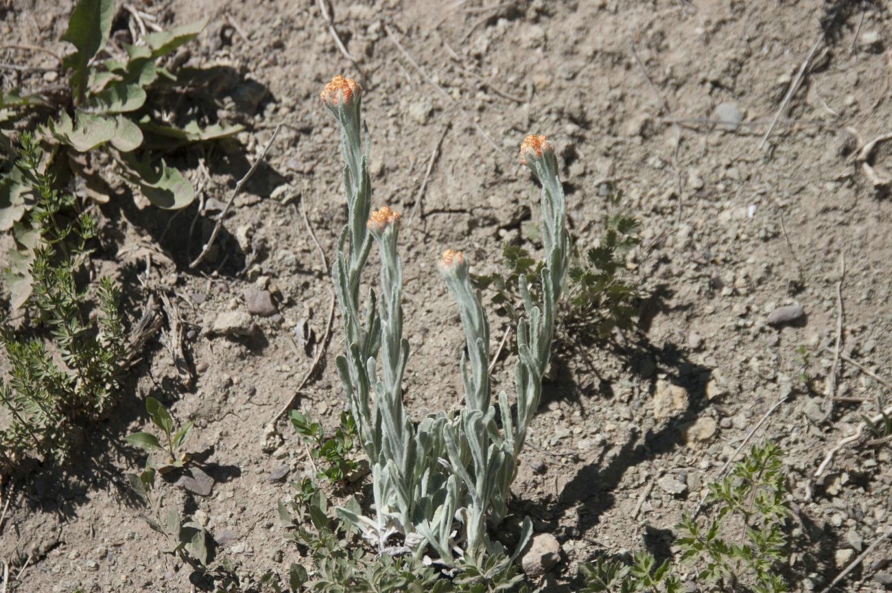 Изображение особи Helichrysum graveolens.