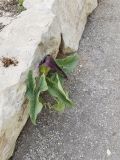 Arum palaestinum