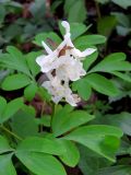 Corydalis cava