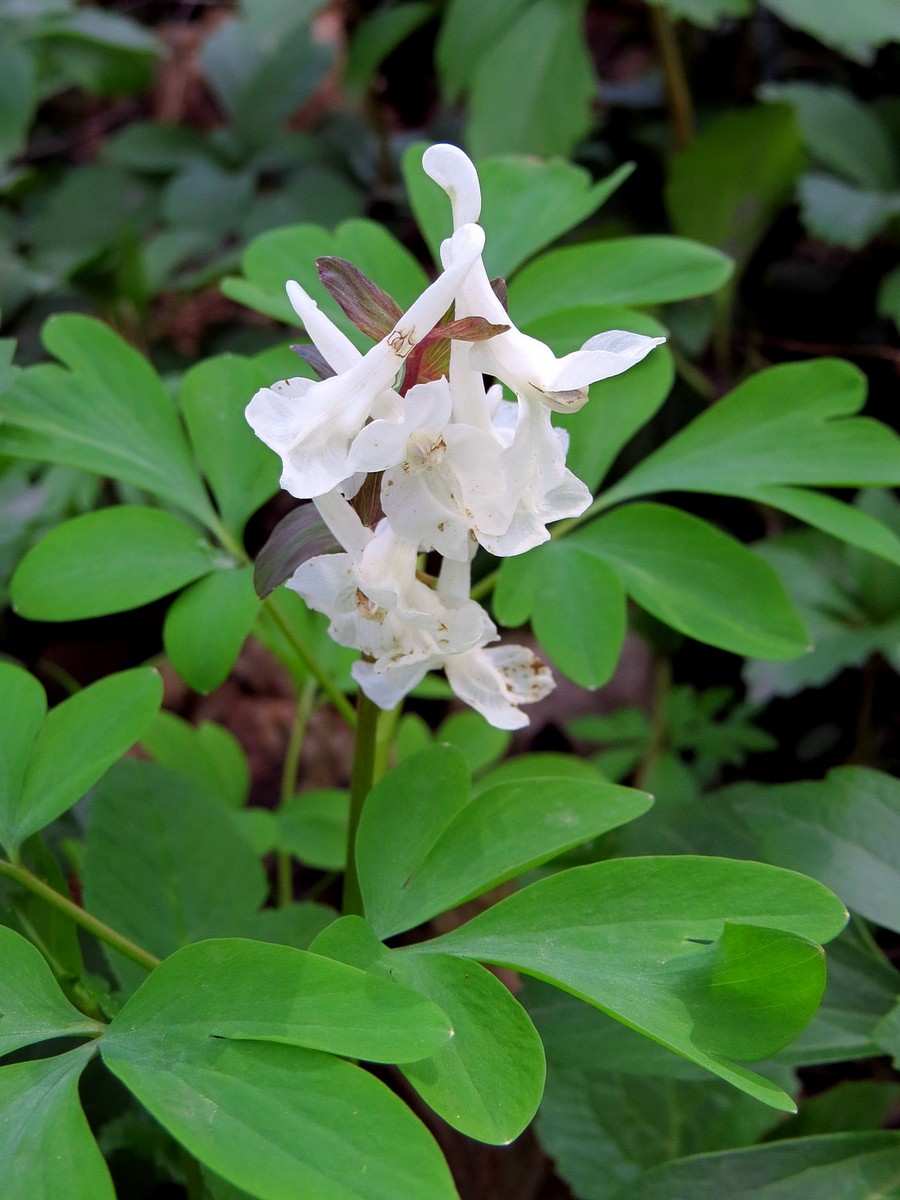 Image of Corydalis cava specimen.