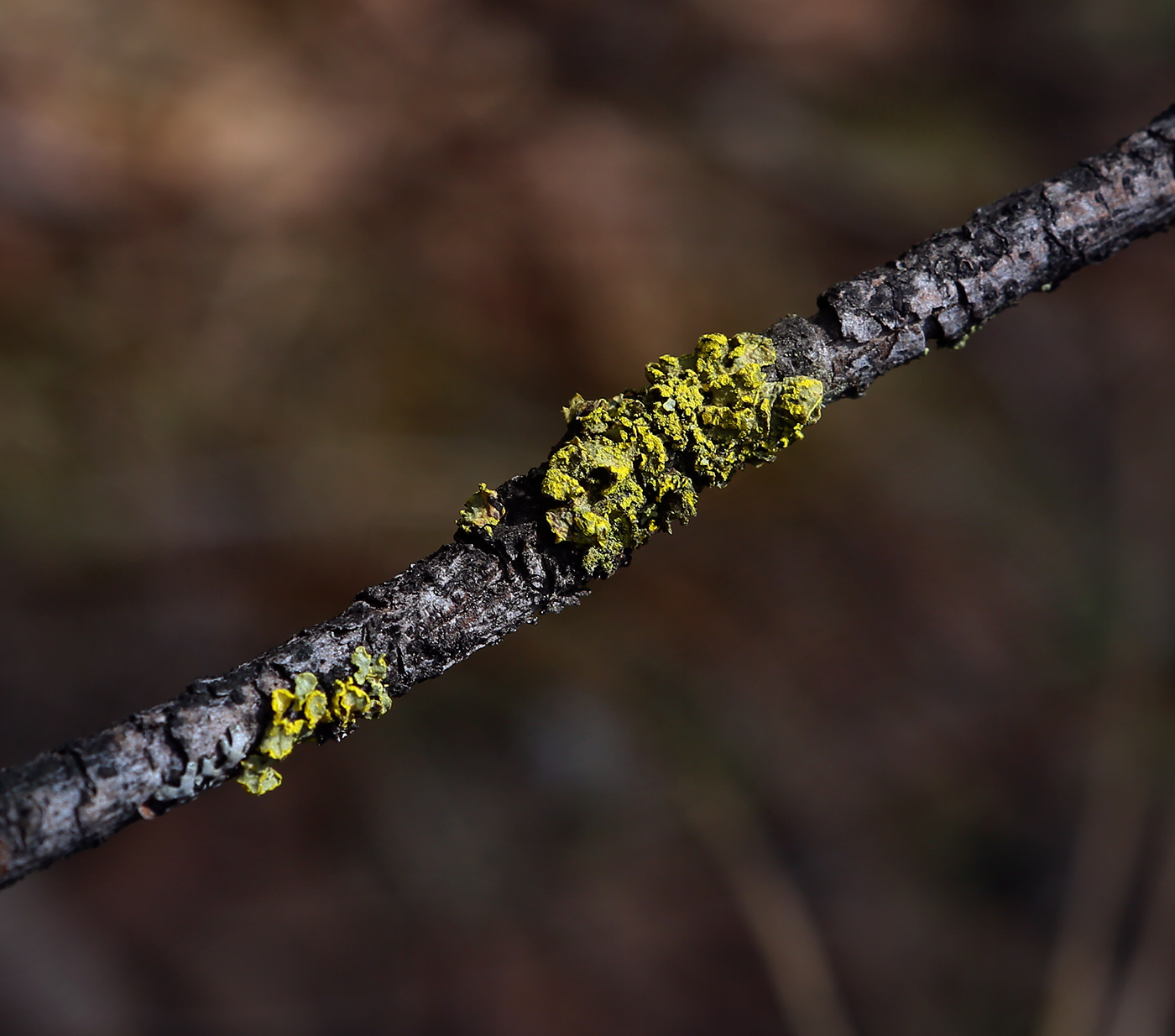 Image of Xanthoria parietina specimen.