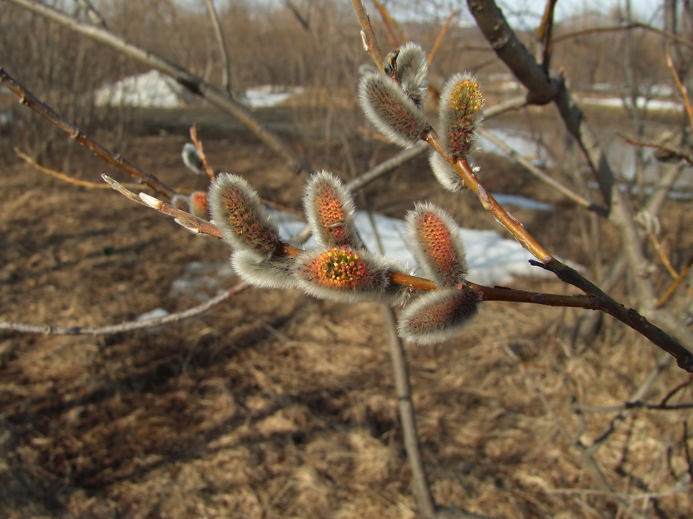 Изображение особи Salix schwerinii.