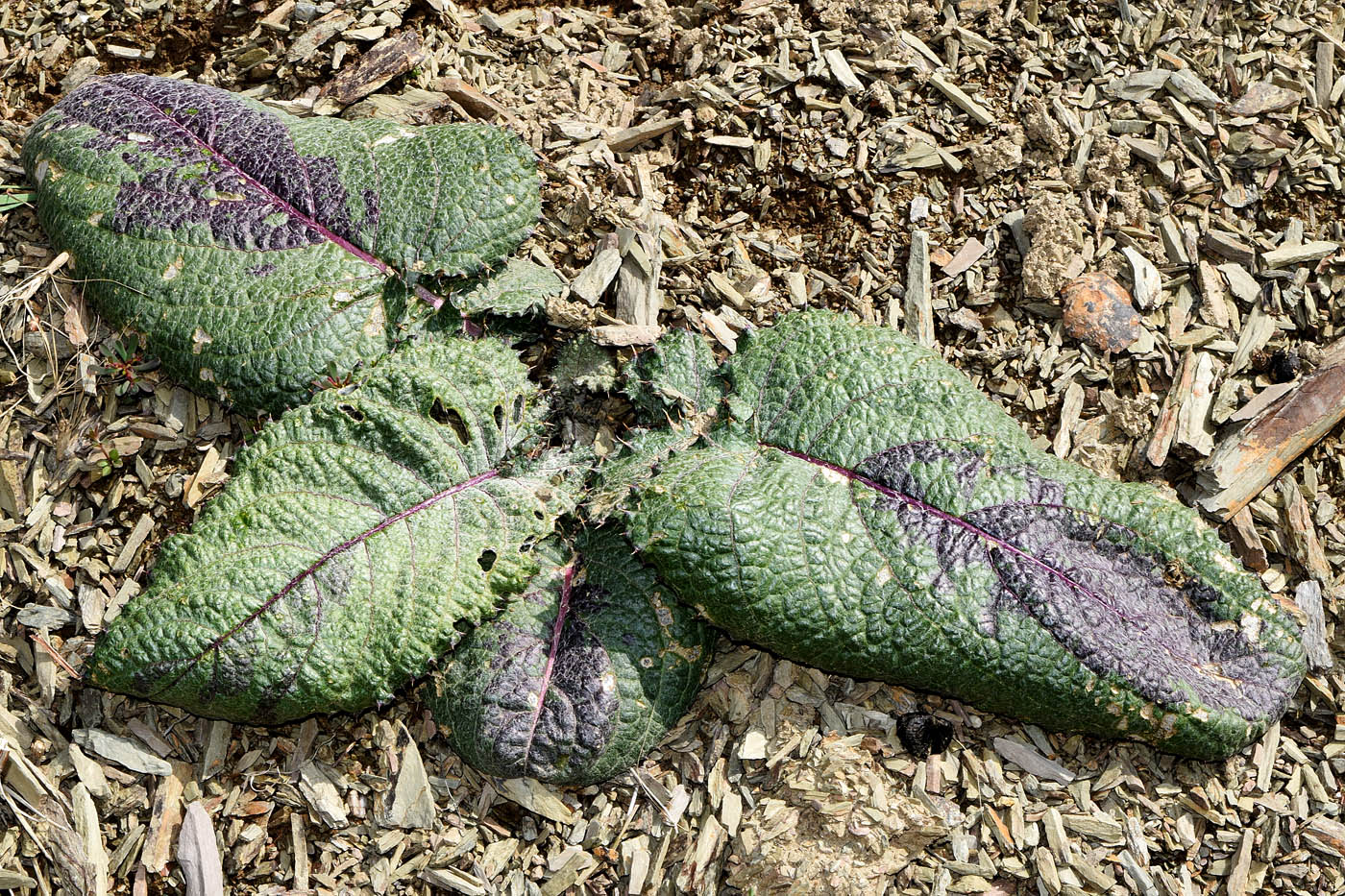 Image of familia Asteraceae specimen.